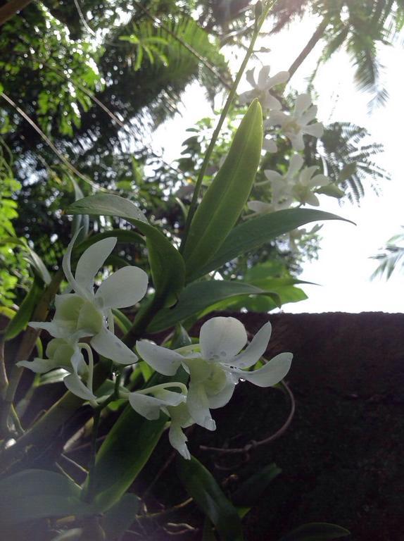Tranquil Private Villa Near Bentota Beach ภายนอก รูปภาพ