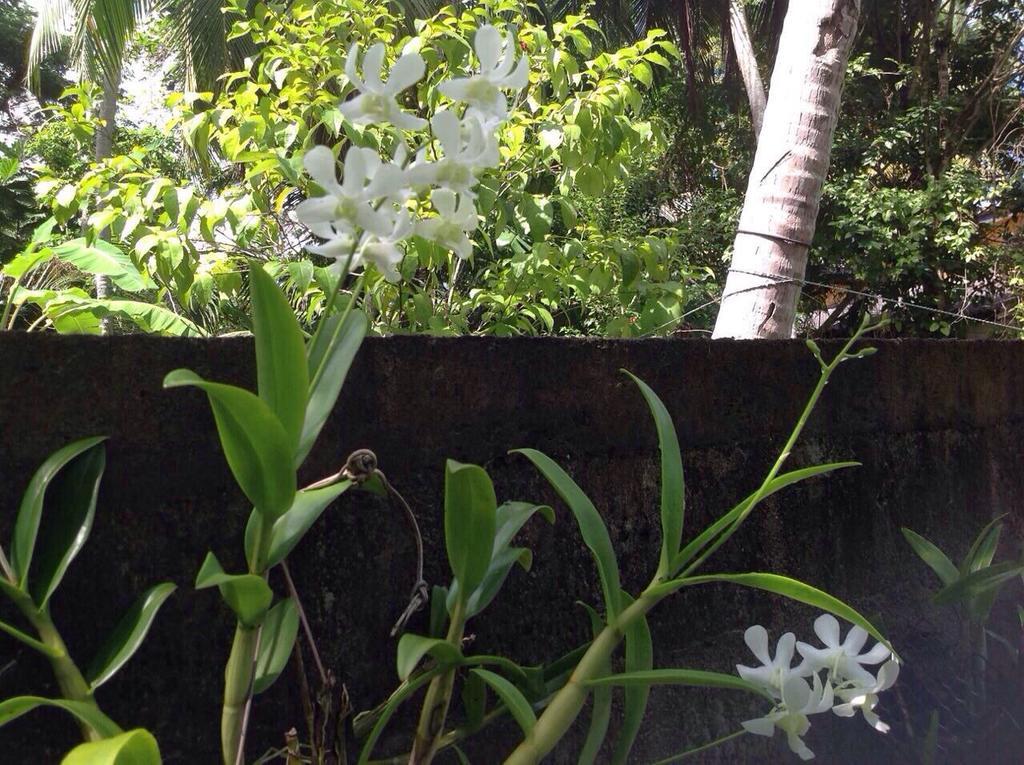 Tranquil Private Villa Near Bentota Beach ภายนอก รูปภาพ